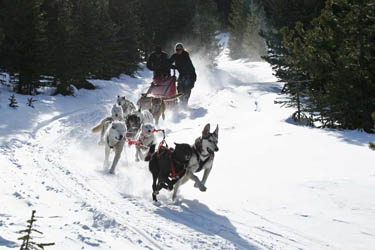 Dog Sledding