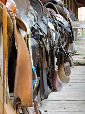 Saddles in the Tack Room