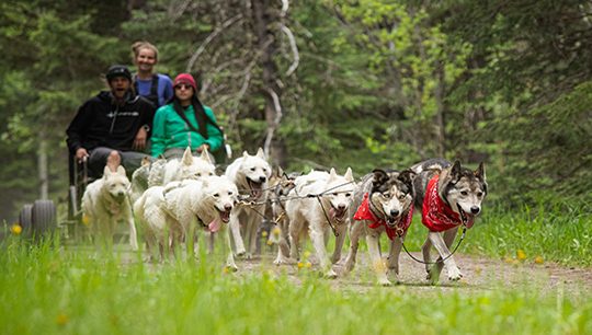 Boundary Ranch – Kananaskis, Alberta – Adventure Dog Cart Tours Boundary Ranch - Kananaskis, Alberta - Adventure Dog Cart Tours