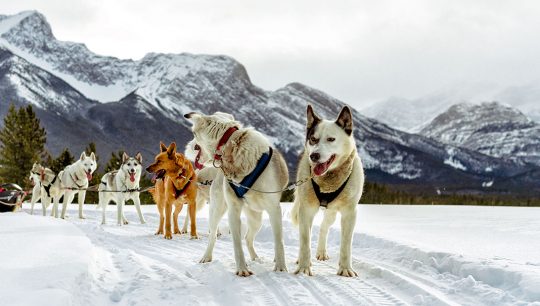 Boundary-Ranch—Kananaskis,-Alberta—Dog-Sledding Boundary-Ranch---Kananaskis,-Alberta---Dog-Sledding